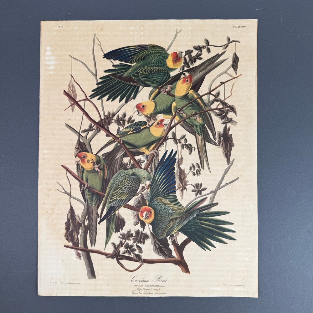 John James Audubon Carolina Parrot Plate XXVI No 6 Vintage Print Havell Fair